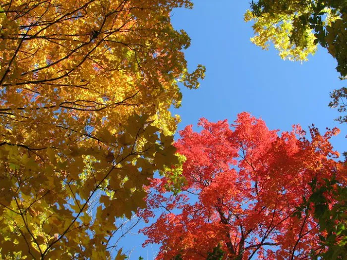 Camper's Haven Family Campground Picture 2