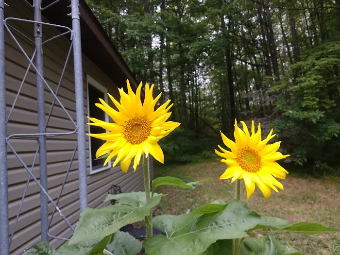 Kuyper's White Cloud Cabin Picture 2