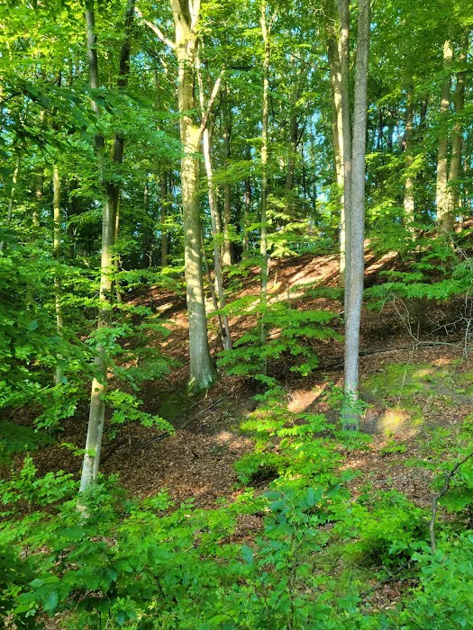 P. J. Hoffmaster Campground Picture 8