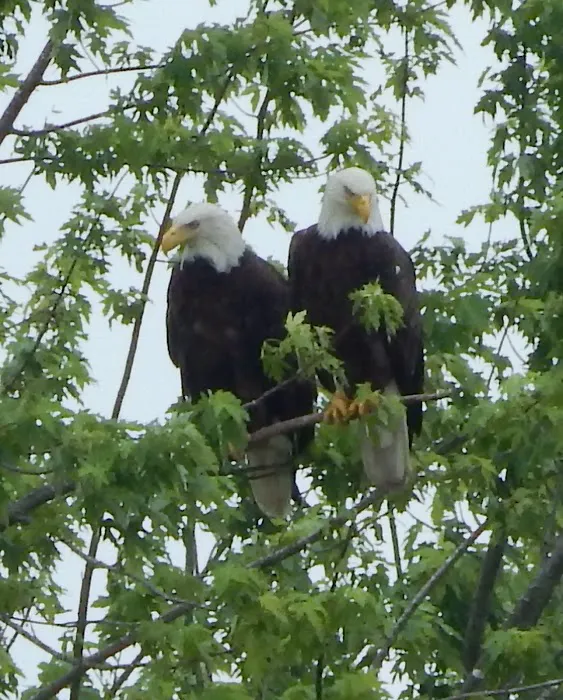 Sugar Mill Lake & Campgrounds, Inc. Picture 3