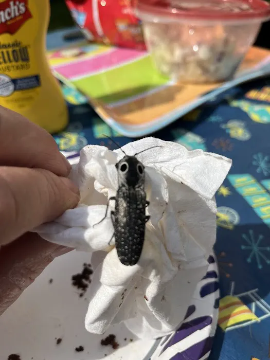 1576 IN-47 Picture 4