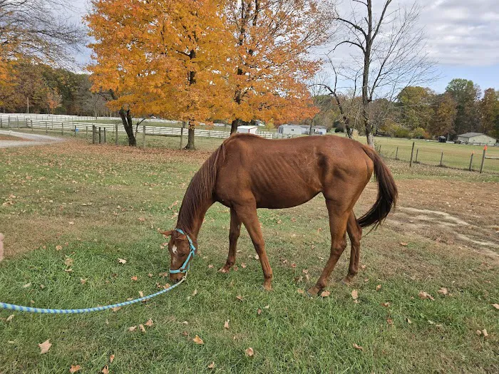 SILVER FEATHER ACRES Picture 8