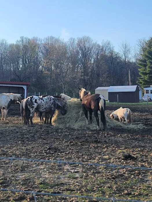 SILVER FEATHER ACRES Picture 10