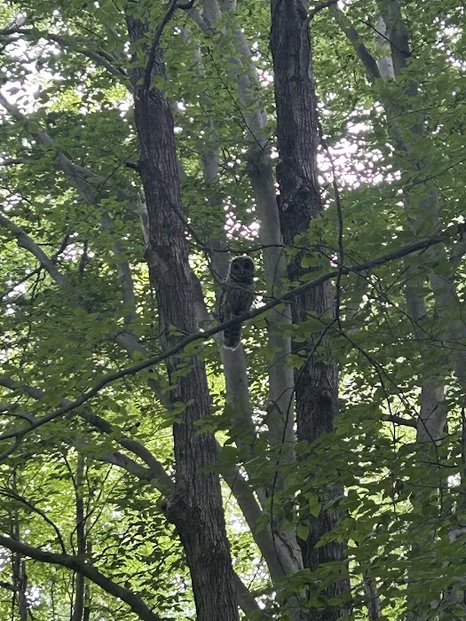 Dogwood Springs Campground Picture 7