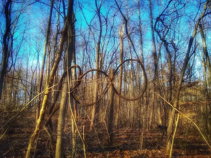 Owen-Putnam State Forest Picture 2