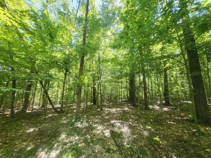 Owen-Putnam State Forest Picture 8