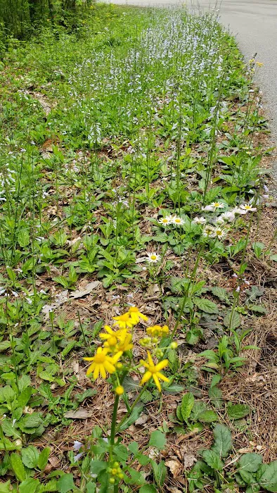 Indian-Celina Lakes South Slope Campground Picture 8