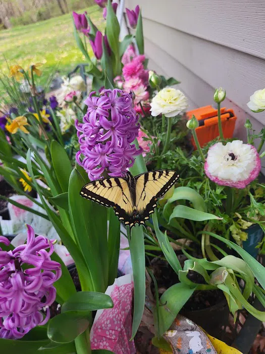 Shirley Creek Horse Camp Picture 4