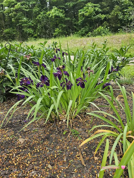 Shirley Creek Horse Camp Picture 5