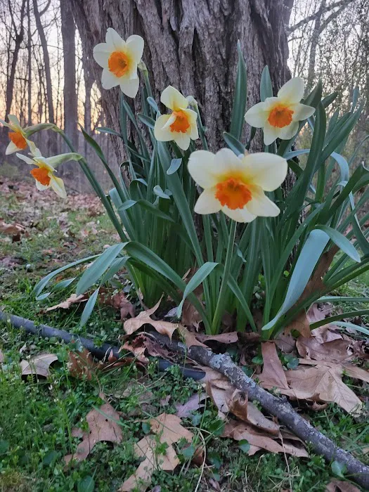 Shirley Creek Horse Camp Picture 8
