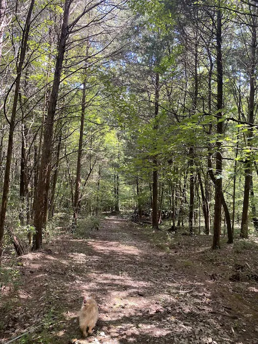 Smith Ridge Campground Picture 3