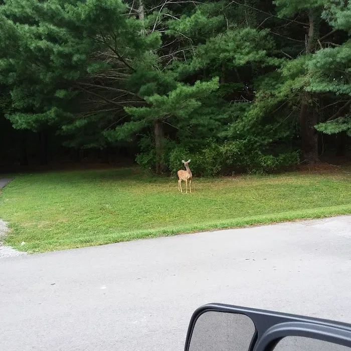 Holmes Bend Campground Picture 2