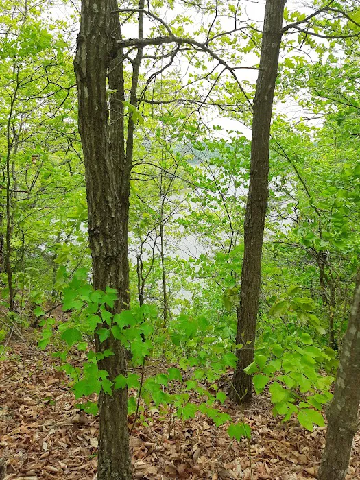 Holmes Bend Campground Picture 5