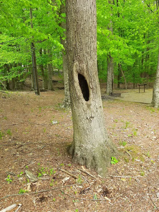 Holmes Bend Campground Picture 6
