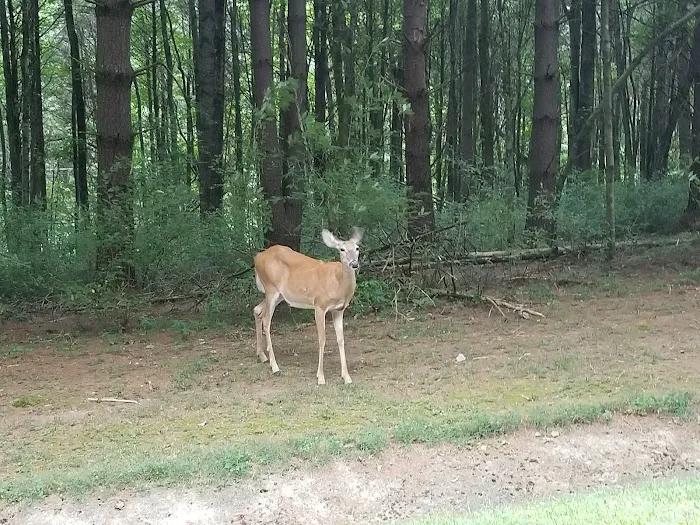 Holmes Bend Campground Picture 8