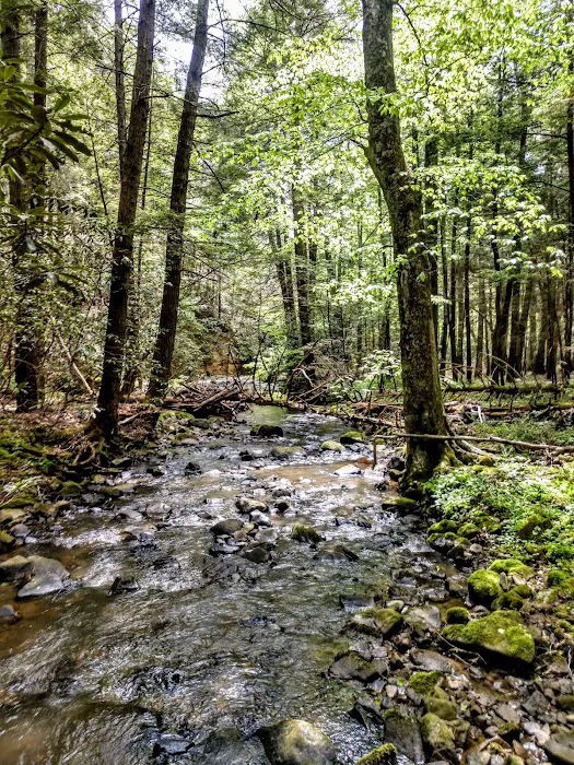 S-Tree Campground Picture 9