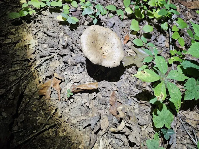 Turkey Foot Campground Picture 9