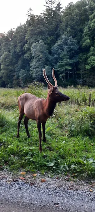 Cataloochee Group Campground Picture 4