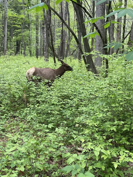 Cataloochee Group Campground Picture 9