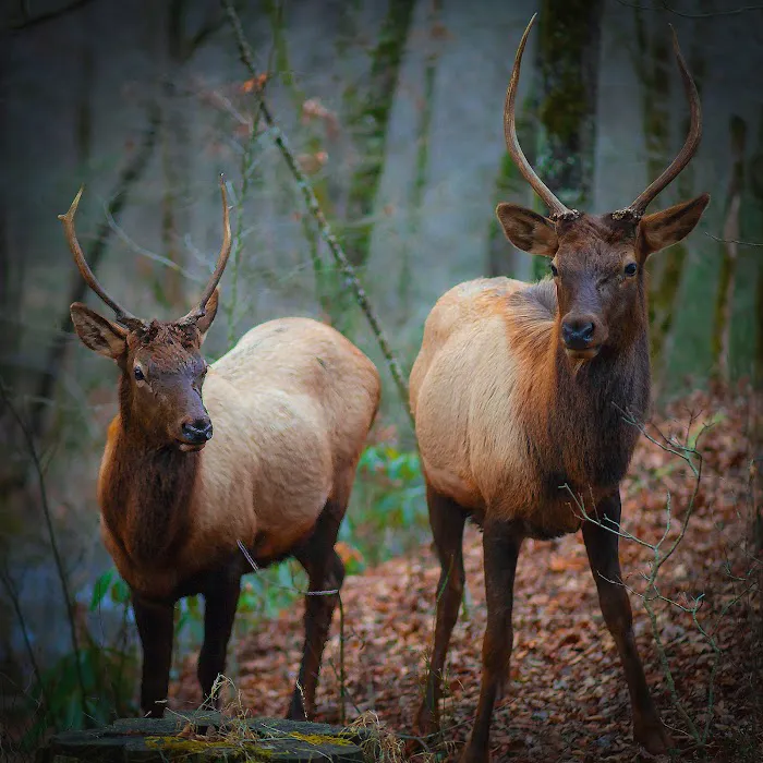 Cataloochee Campground Picture 2