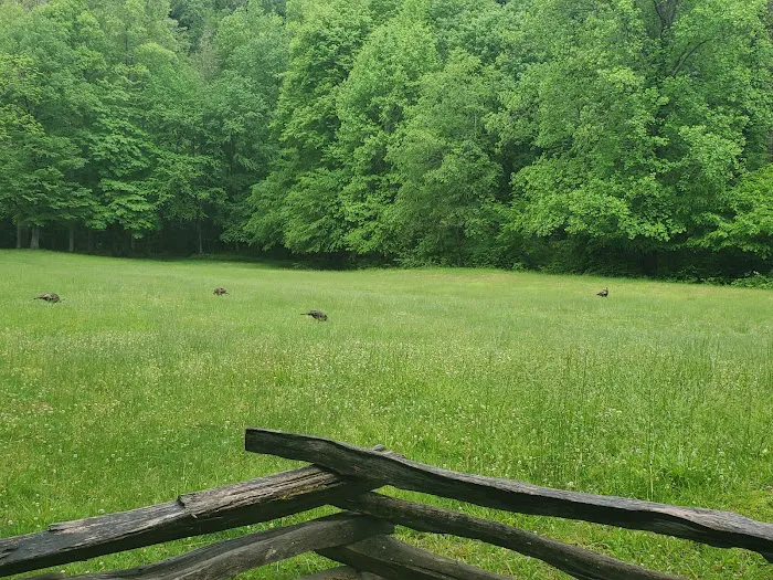 Cataloochee Campground Picture 5