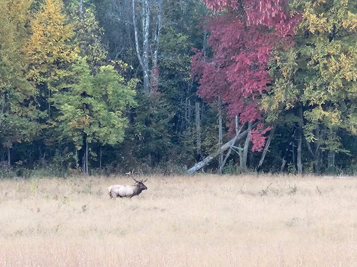 Cataloochee Campground Picture 4
