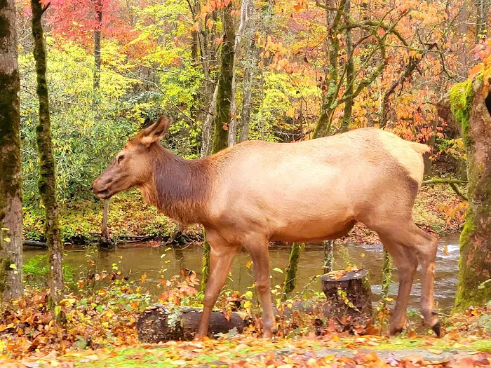 Cataloochee Campground Picture 6