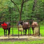 Cataloochee Horse Camp