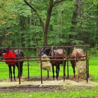 Cataloochee Horse Camp ico