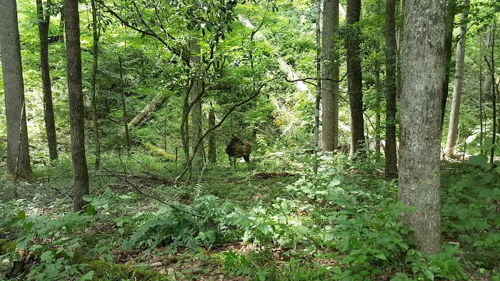 Cataloochee Horse Camp Picture 5