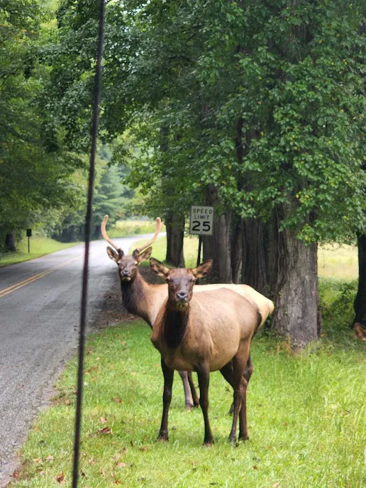 Cataloochee Horse Camp Picture 4