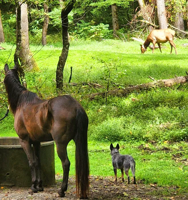 Cataloochee Horse Camp Picture 8