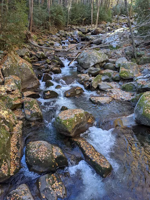 Lower Walnut Bottom Campsite 37 Picture 2