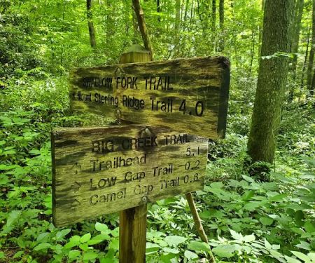 Lower Walnut Bottom Campsite 37