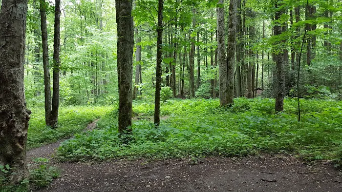 Lower Walnut Bottom Campsite 37 Picture 6