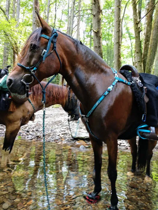 Lower Walnut Bottom Campsite 37 Picture 5