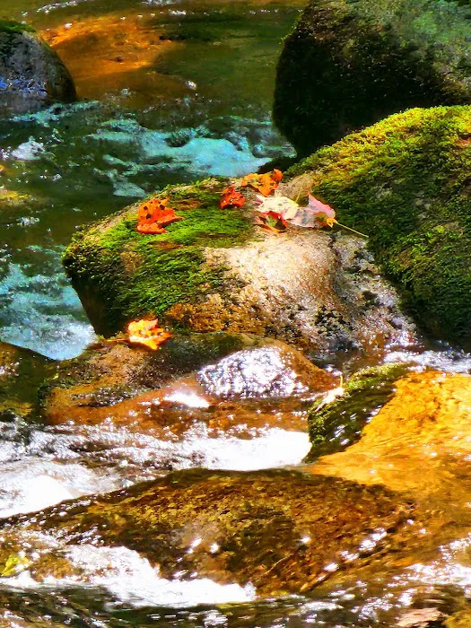 Backcountry Campsite #36 Picture 2