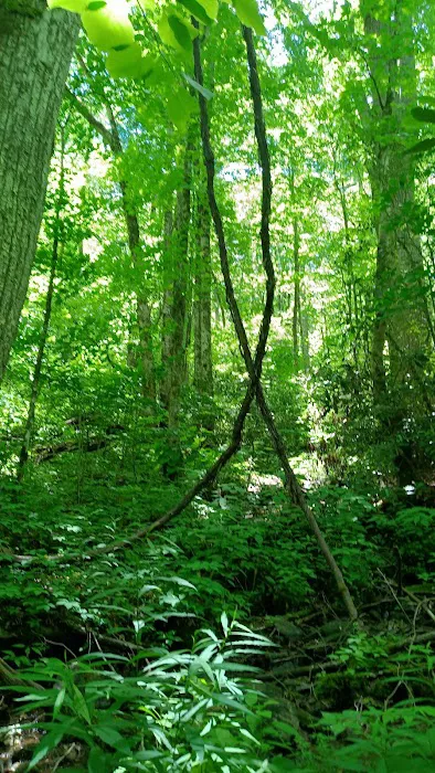 Backcountry Campsite #36 Picture 5