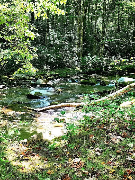 Backcountry Campsite #36 Picture 7