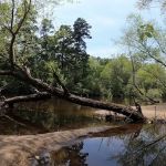 Edisto Refuge (Treehouse Island)