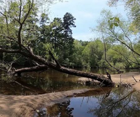 Edisto Refuge (Treehouse Island)