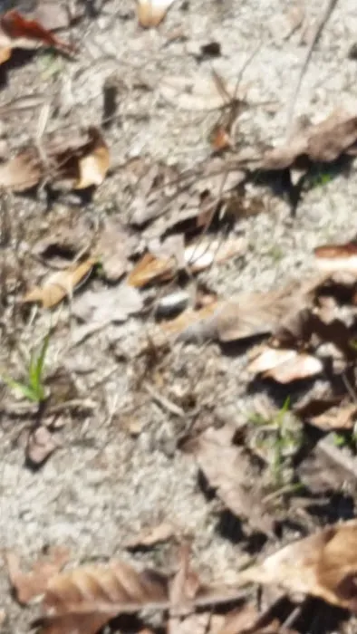 Mount Moriah Campgrounds Picture 6