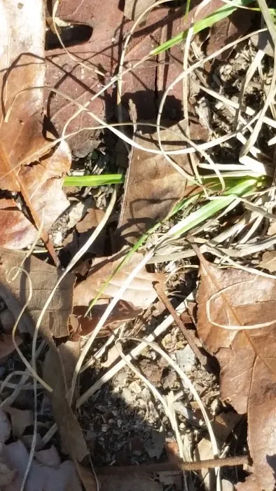 Mount Moriah Campgrounds Picture 10