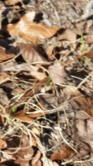 Mount Moriah Campgrounds Picture 9