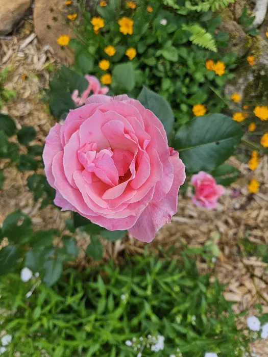 Mi Mountain Campground Picture 9