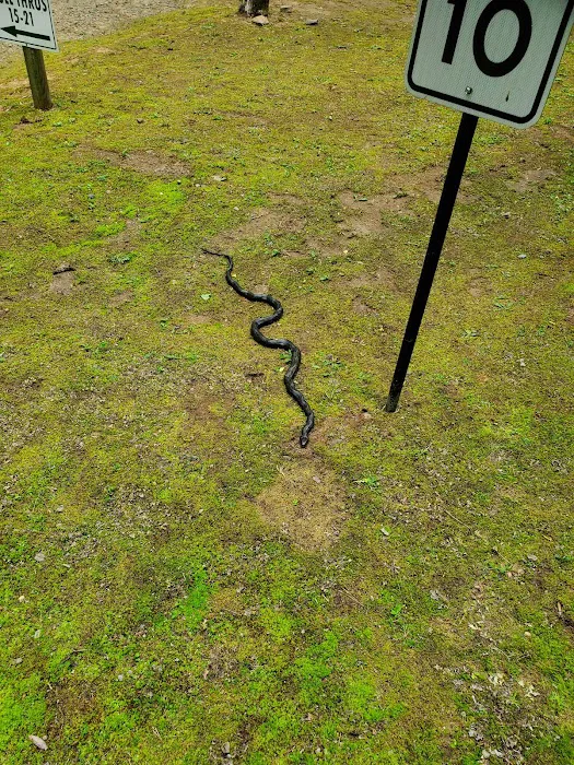 Mi Mountain Campground Picture 7