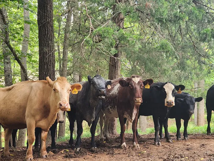 Cowee Campground Picture 8