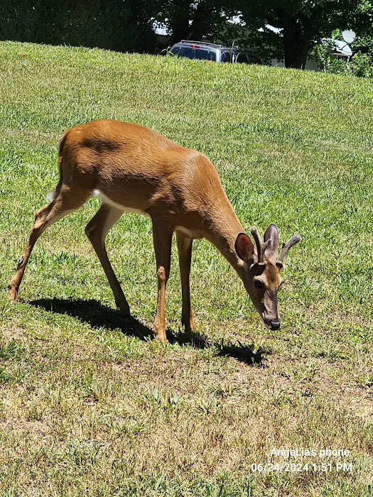 Great Smoky Mountain Camp and RV Park Picture 8
