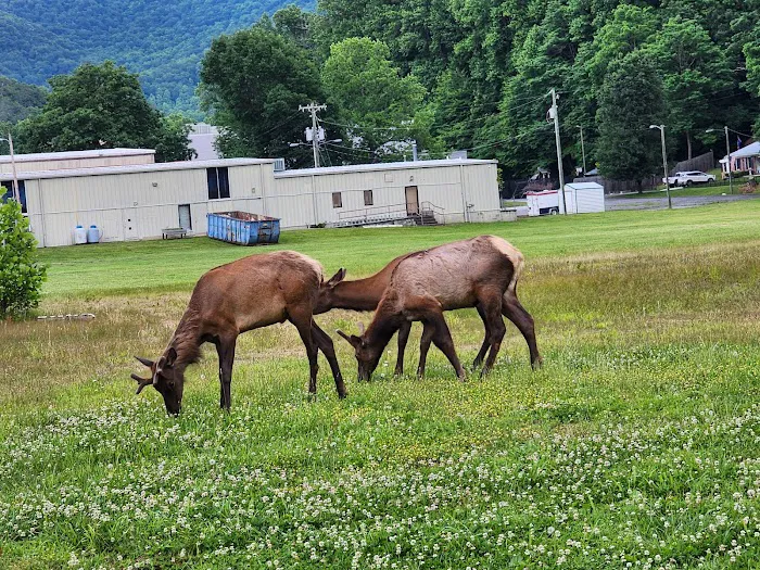 Great Smoky Mountain Camp and RV Park Picture 7
