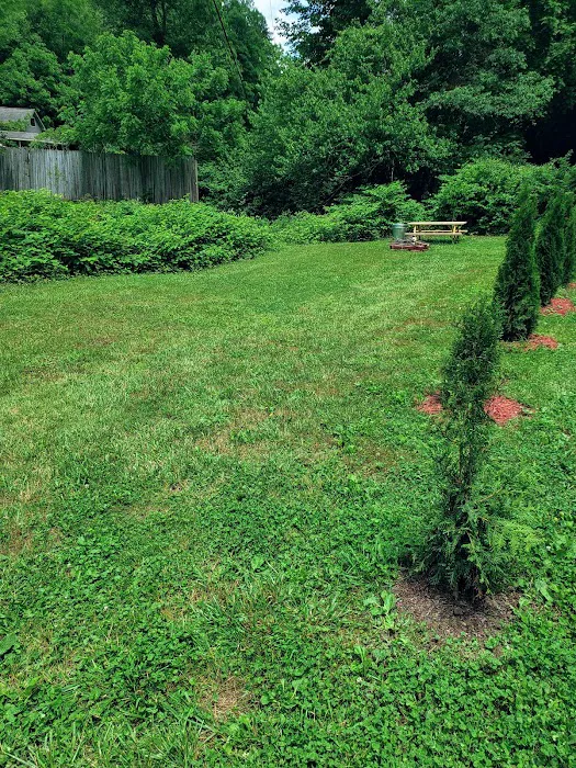 Conleys Creek Campground Picture 5